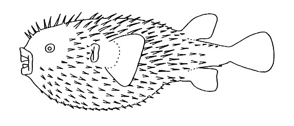 Representative of the Diodontidae family (Gosline & Brock, 1960, fig. 142)